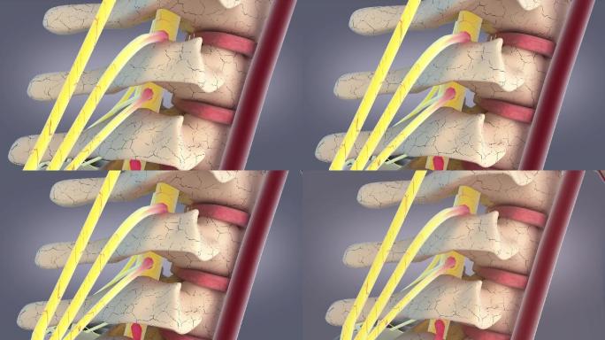 颈椎内部结构特写
