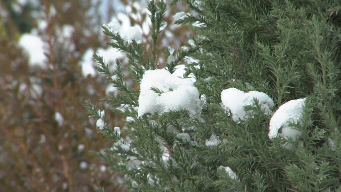 下雪雪后大棚寒冷