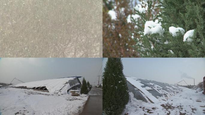 下雪雪后大棚寒冷