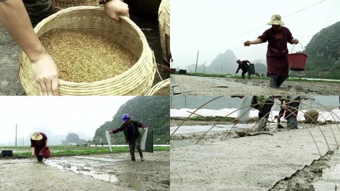 水稻育种、育秧