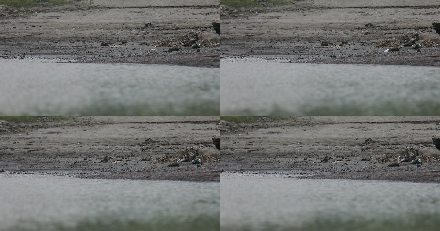 波光粼粼江边白鹭鸟类生态自然环境、可商用
