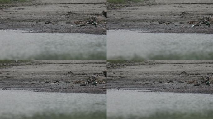 波光粼粼江边白鹭鸟类生态自然环境、可商用