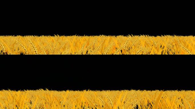 透明通道金色麦穗-无缝循环