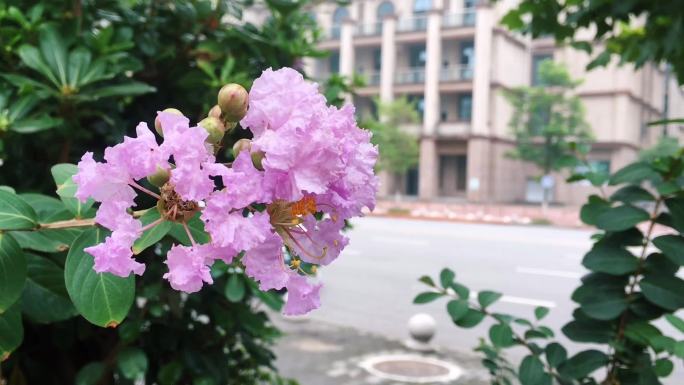 【花朵实拍】夏季紫薇