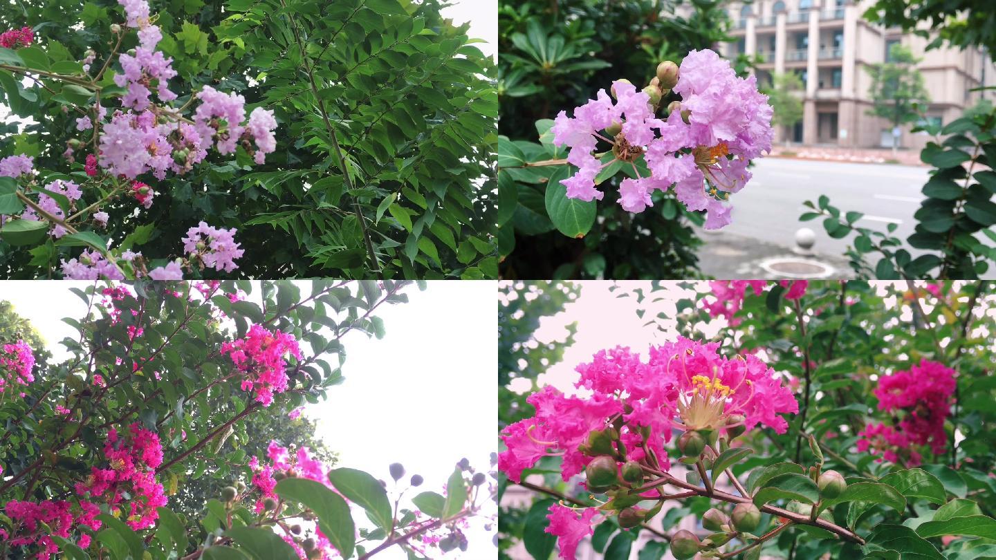 【花朵实拍】夏季紫薇