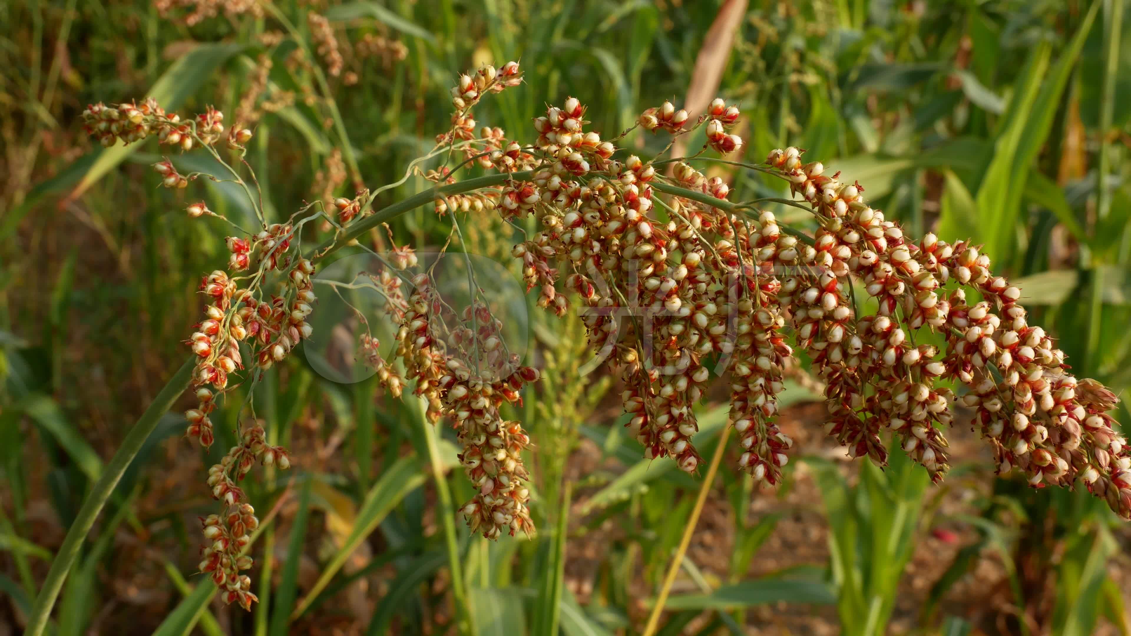 高粱高粱米_3840X2160_高清视频素材下载(编号:4121113)_实拍视频_光厂(VJ师网) www.vjshi.com