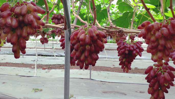 现代化农业大规模葡萄园提子园素材