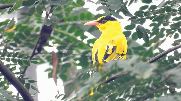皂角树上的黄鹂鸟叫声，这树上最少有四只