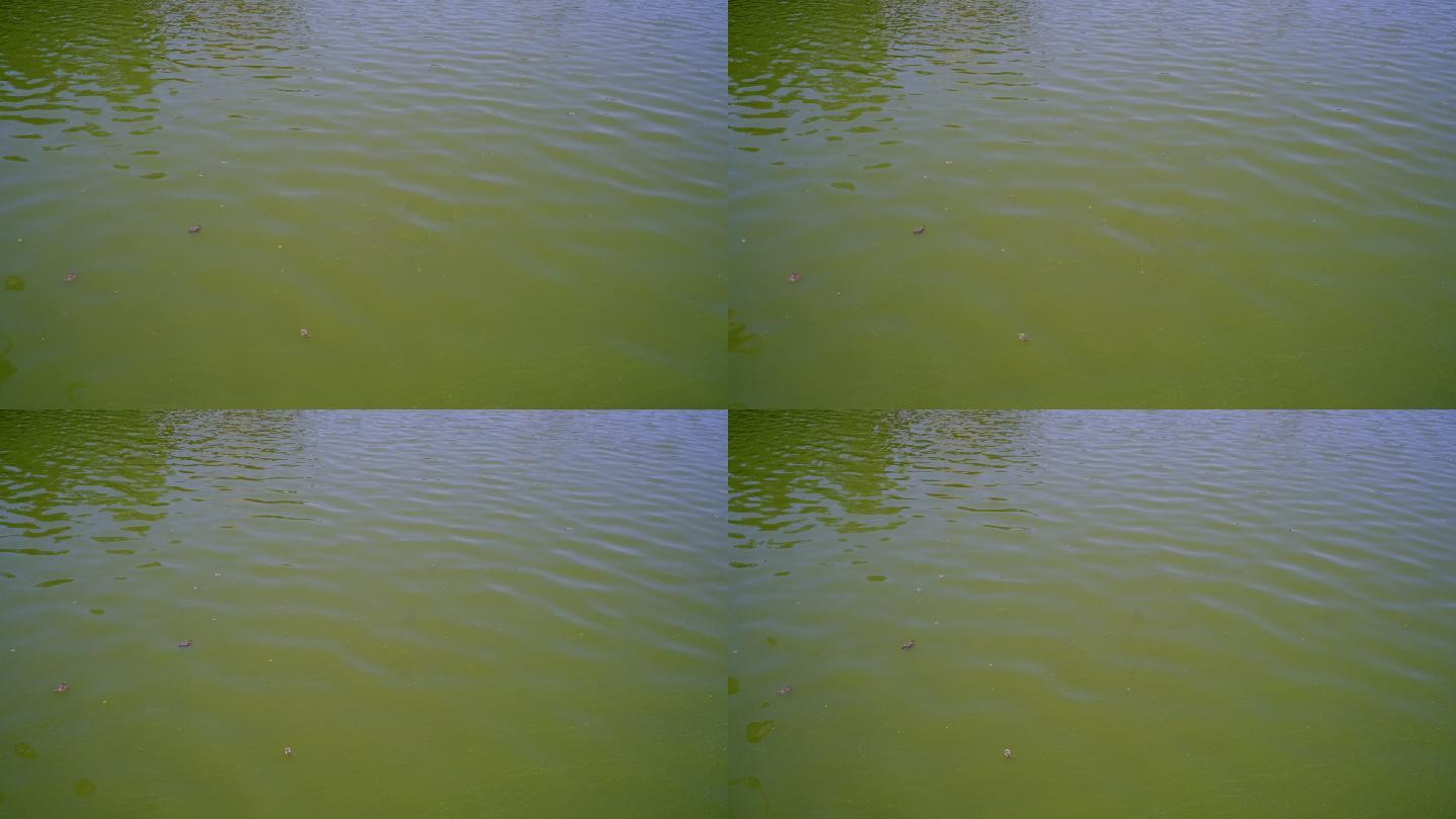 湖水湖面水面湖畔水污染脏水