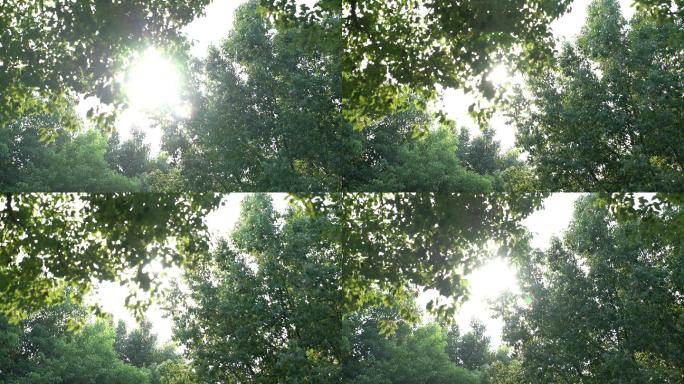 宣传片空镜素材唯美小清新阳光透过树