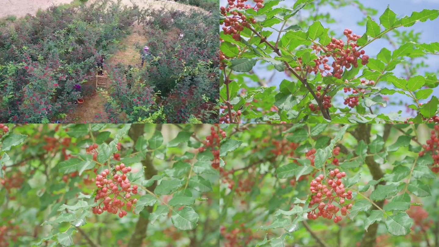 花椒种植采摘收获麻椒油椒大红袍S