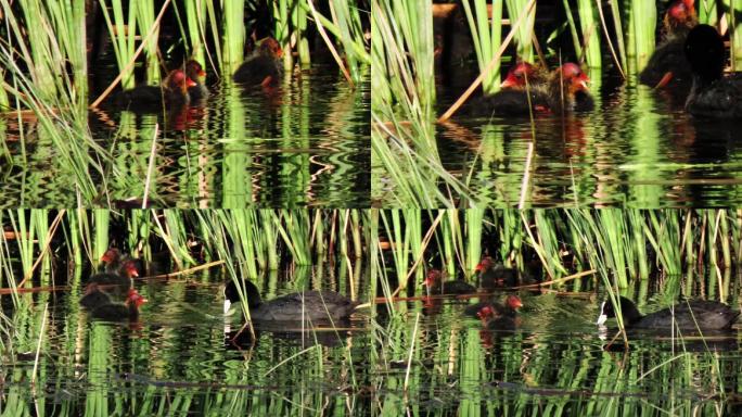 湿地里的故事-哺育雏鸟1080