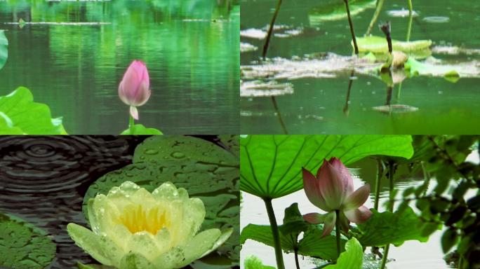 杭州曲院风荷-夏雨荷