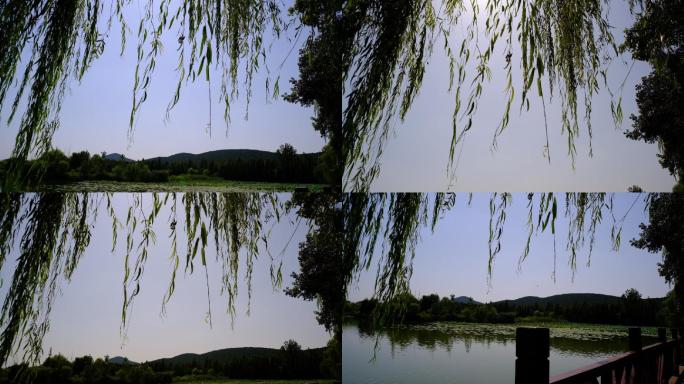 垂柳柳树枝叶远山湖边湖水湖面