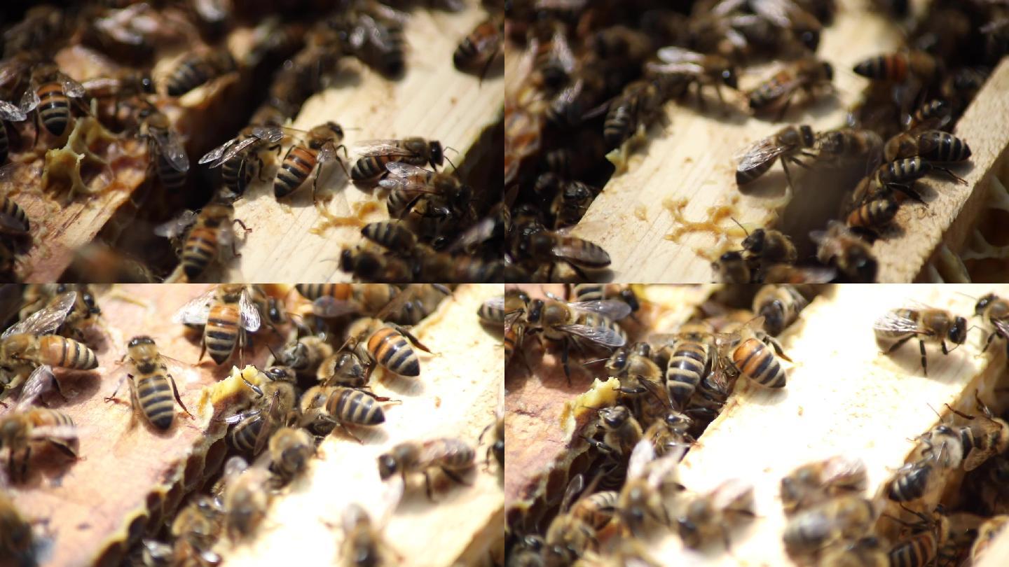 蜜蜂在蜂箱特写