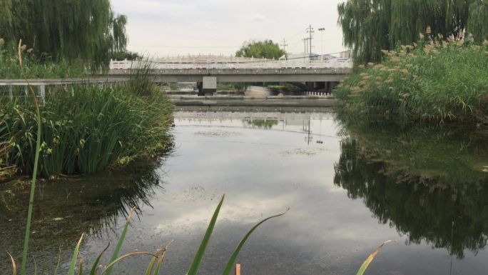 实拍公园池塘河水水草桥梁景