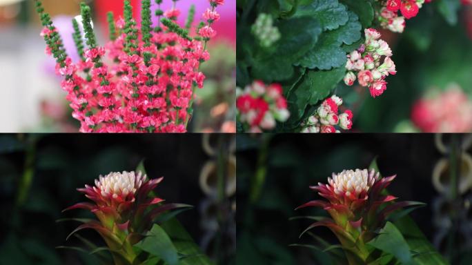 植物室内花草特写