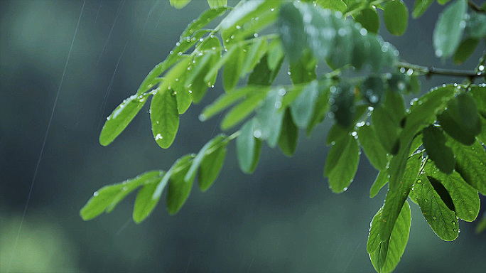 雨下雨空镜雨滴春雨谷雨清明雨天梅雨