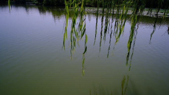 垂柳柳树枝叶远山湖边湖水湖面