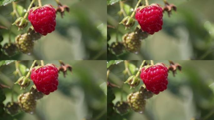 树莓滴水升格画面