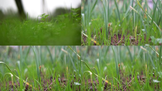 绿色植物特写菜园大蒜路叶