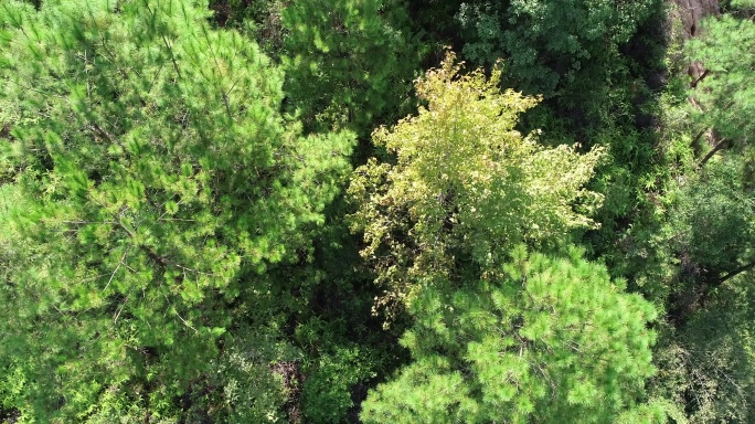 航拍4K绿树青山茂密森林