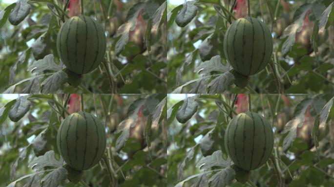 西瓜农产品种植西瓜瓜青海乐都