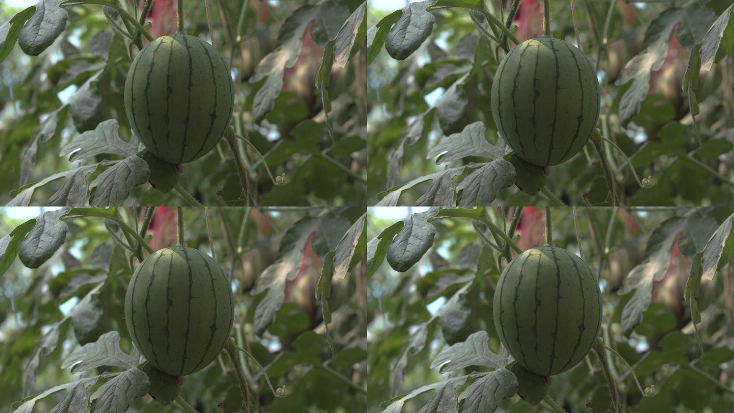 西瓜农产品种植西瓜瓜青海乐都