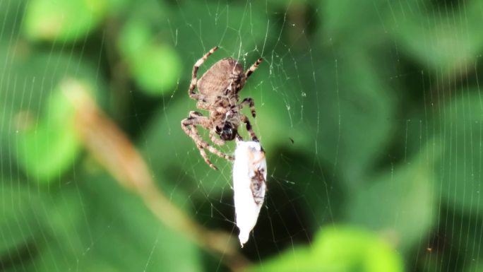 蜘蛛张网猎食4k