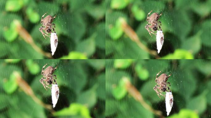 蜘蛛张网猎食4k