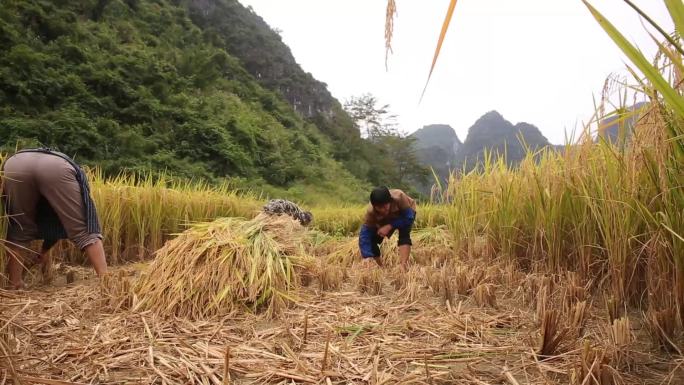 农民劳动收割麦子水稻镜头