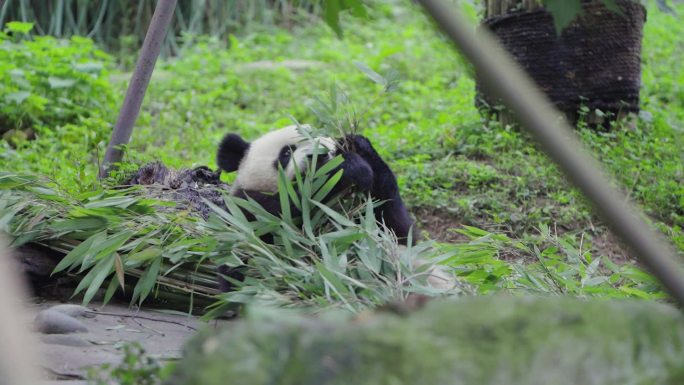 熊猫休息吃竹子