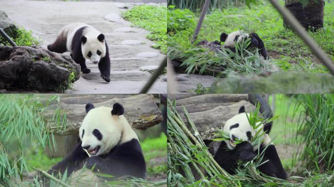 熊猫休息吃竹子