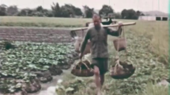 60年代农民梨地施肥种菜秋收灌溉