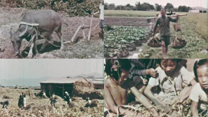 60年代农民梨地施肥种菜秋收灌溉