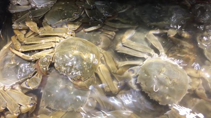 实拍超市玻璃缸海鲜螃蟹高清视频