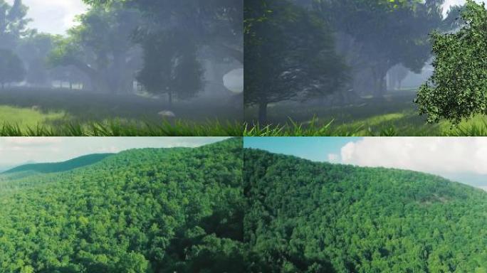 树苗生长成参天大树再生长成森林