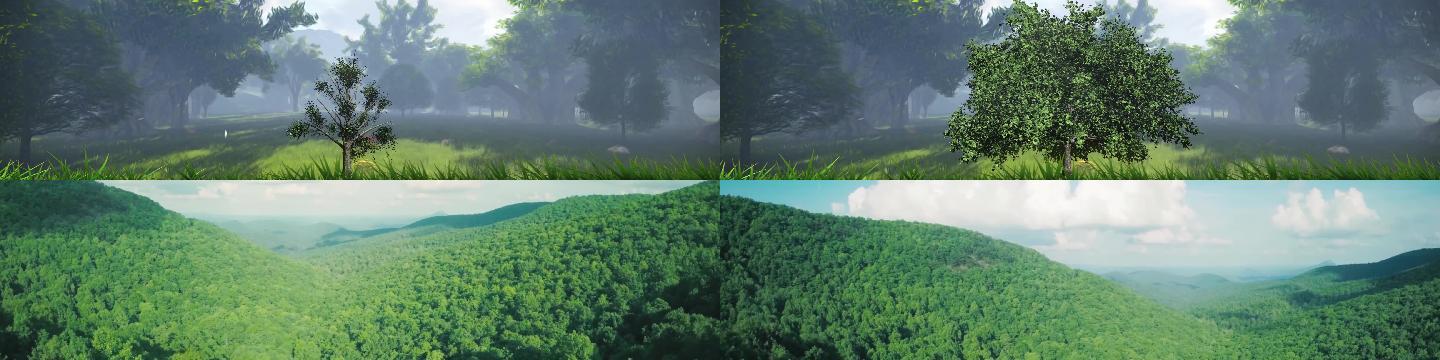 树苗生长成参天大树再生长成森林