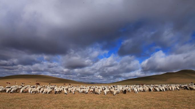 蓝天白云下羊群跑
