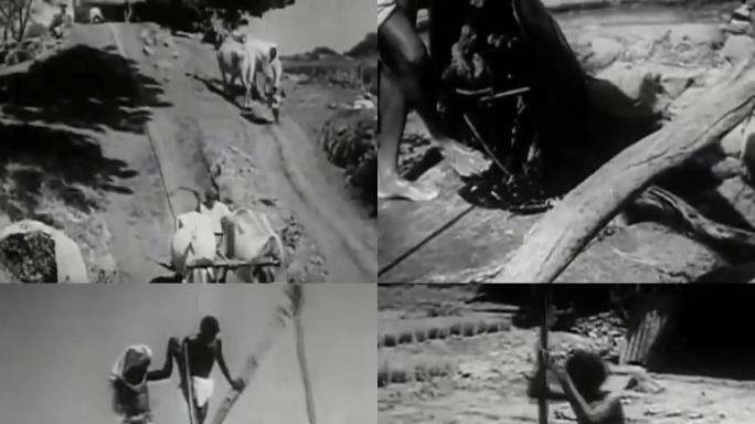 30年代印度古法灌水浇地