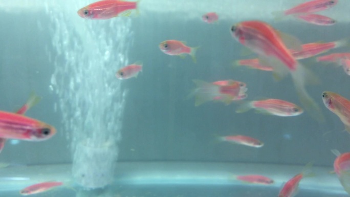 实拍玻璃钢热带鱼游动高清视频