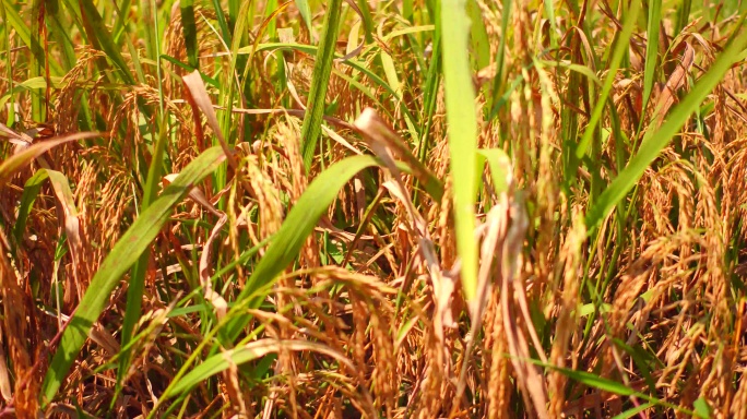 金黄稻穗农业水稻收割视频
