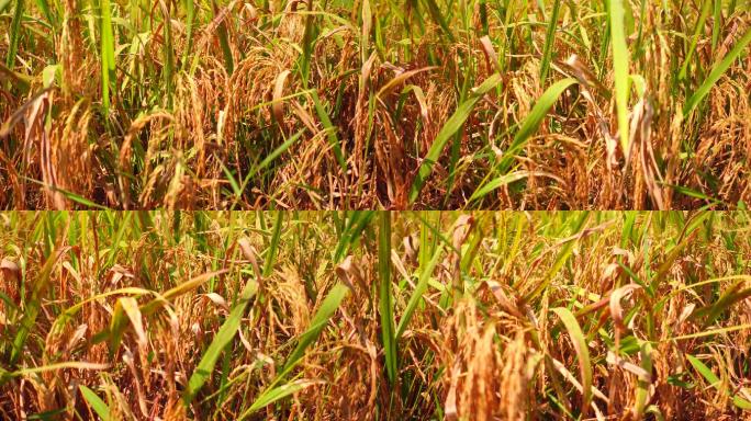 金黄稻穗农业水稻收割视频