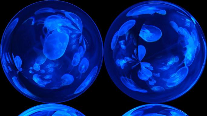 水晶球水母蓝色