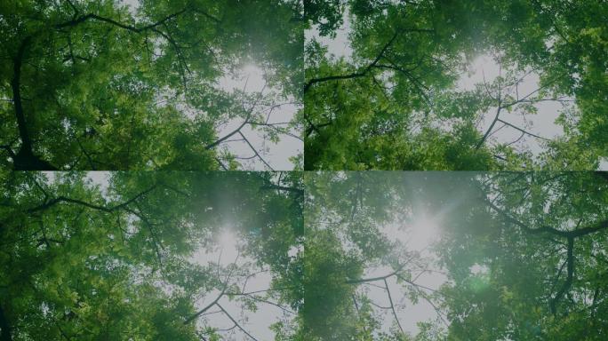 仰视天空树写意镜头升格拍摄