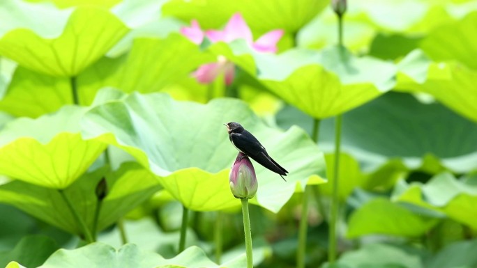 站在荷花上的小燕子素材