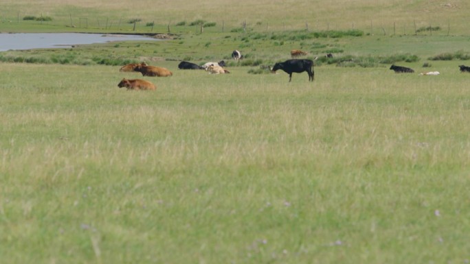 草原风景牛吃草