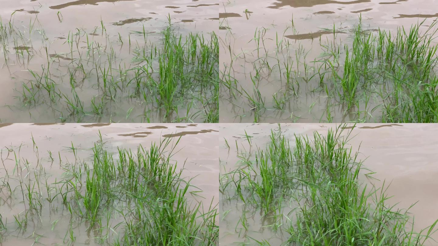 岷江边的水草1（4K）