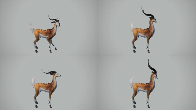 休闲羚羊3D动画