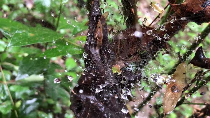 雨天蜘蛛网水滴
